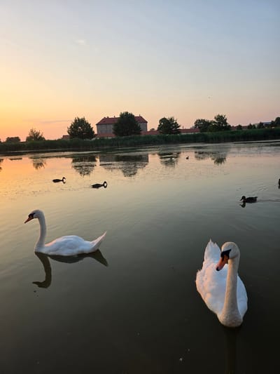 Two white swans and several ducks are swimming on a calm body of water, likely a lake or pond, at dusk. In the background, a long, low building with a red roof, resembling a manor or historical structure, is visible, bordered by trees and reeds. The sky is a soft gradient of orange, pink, and blue, indicating sunset or sunrise. The water reflects the colors of the sky and the surrounding landscape, creating a serene and picturesque scene. The location is identified as the area around Holíč Castle in Holíč, Slovakia. There are no people or human interactions depicted in the image.