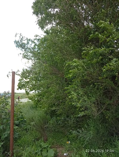 The image shows an outdoor scene with lush green foliage and vegetation. In the foreground, a rusty metal pole stands vertically on the left side. To the right, dense trees with green leaves dominate the frame. In the background, a body of water is visible, with a person in the distance wearing a red top and dark shorts. The overall environment appears to be a natural setting, possibly a park or a riverside area. The date and time stamp "22.06.2026 19:06" is visible in the bottom right corner. The location is identified as Sarytogay, Kazakhstan.
