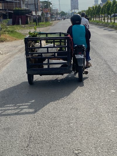 The image depicts a motorcycle with a sidecar carrying goats on a paved road. The motorcycle is ridden by a person wearing a blue shirt and a black helmet. Behind the driver, another person is visible, also wearing a white shirt. The sidecar is a metal cage containing at least two goats, one predominantly white and the other with brown and white markings. Some greenery, possibly food for the goats, is also in the cage. The scene appears to be in a rural or semi-urban setting, with buildings and trees visible along the side of the road. The road surface is asphalt, and a shadow from the motorcycle and sidecar, cast by the sun, stretches across it. The sky is not visible in the frame, but the presence of shadows suggests it is daytime, likely sunny. The location is identified as Pantegajah, Indonesia. The overall mood is that of daily life and transportation of goods or livestock. No visible text is clearly decipherable in the image.