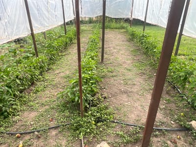 This media file depicts the interior of a simple greenhouse structure made of wooden poles and covered with translucent plastic sheeting. Inside, rows of healthy green plants, likely peppers, are neatly planted in the soil. The plants are lush and appear to be in a growth phase, with some small white flowers visible on a few of them. A black drip irrigation hose runs along the ground between the rows, suggesting a system for watering the crops. The ground is a mix of soil and gravel, with scattered small weeds growing between the cultivated plants. In the foreground, some fallen fruit, possibly apples or pears, are visible on the ground. The overall scene suggests a rural agricultural setting, likely a garden or small farm. The lighting appears natural, indicating it was taken during daylight hours, and the weather seems mild, allowing for the use of the plastic sheeting as a cover without extreme heat or cold. The setting is identified as Ohrid, Bulgaria. There is no visible text in the image.