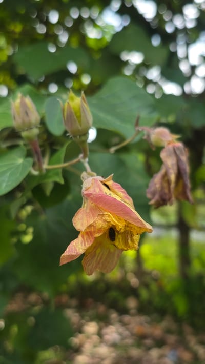 A close-up shot of a hibiscus flower with faded yellow and pink petals, showing signs of wilting. A dark object, possibly a beetle, is visible on one of the petals. Several green buds are nearby, indicating the potential for new blooms. The background consists of green leaves and a bokeh effect suggesting foliage and out-of-focus light. The image appears to be taken in an outdoor setting in Pante Aree, Indonesia.
