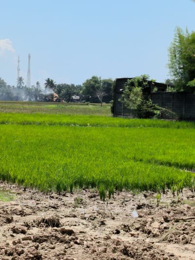 The image depicts a lush, green rice paddy in Putoh Sa, Indonesia. In the foreground, muddy, uneven terrain leads to the field of young rice plants. In the midground, the vivid green rice stretches towards a background featuring palm trees, other vegetation, and some residential structures. Two tall communication towers are visible in the distance, with a hazy or smoky atmosphere around them. To the right, a concrete structure partly obscured by foliage adds a contrasting element to the natural landscape. The sky is blue and mostly clear.