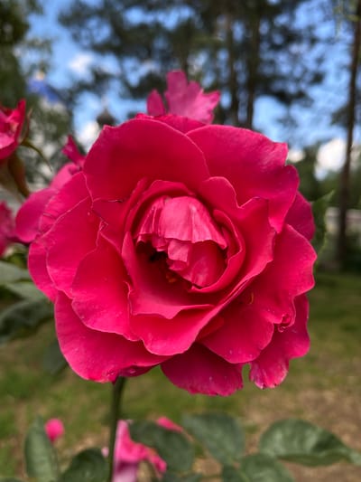 This is a close-up, eye-level, medium shot of a vibrant pink rose in full bloom. The rose is the clear subject, occupying the majority of the frame. Its petals are tightly curled towards the center, revealing layers of delicate texture and a hint of yellow at its core. Small water droplets are visible on some of the petals, suggesting recent rain or dew.
The background is softly blurred, creating a shallow depth of field that emphasizes the rose. To the left, out-of-focus trees with green leaves and branches are visible against a dappled blue sky, indicating it is daytime. To the right, the background transitions to a green, grassy area and other blurred pink rose blossoms, hinting at a garden setting.
There is no visible text in the image. The lighting suggests it is daytime, possibly morning or late afternoon, given the soft illumination and the colors of the sky. The overall mood is serene and natural, highlighting the beauty of the flower. The location context of Plastunovskaya, Russia, combined with the garden setting and the presence of roses, paints a picture of a temperate climate floral environment.