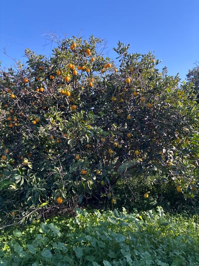 This image documents an outdoor scene in Beit Hanan, Israel. A large citrus tree, laden with numerous ripe, spherical orange-colored fruits, dominates the central and upper portions of the frame. The tree displays a dense canopy of dark green leaves interspersed with visible brown branches. A clear, bright blue sky forms the background. The foreground consists of a dense layer of low-lying green vegetation. Direct sunlight illuminates the scene, highlighting the fruits and foreground foliage, with areas of shadow present within the tree's canopy. No individuals or specific actions are depicted.
