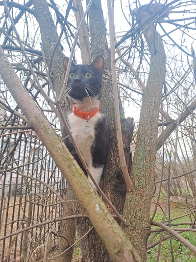 A black and white cat with an orange collar is perched in the branches of a tree. The tree appears to be in a natural setting, possibly a park or wooded area. The location is Yegoryevsk, Russia. The branches are mostly bare, suggesting it could be late fall or winter. The cat is looking at the camera.