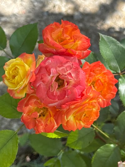 The image displays a close-up view of a cluster of roses. The roses exhibit a gradient of colors, ranging from bright yellow at the center of some petals to fiery orange and deep pink on the outer edges of others. Several green leaves are interspersed among the blooms, some in sharp focus and others blurred. The background is an out-of-focus, textured surface that appears to be stone or concrete, with soft, dappled light creating a bright, almost hazy effect. The scene appears to be outdoors, likely in a garden or a similar setting. There is no indication of specific location within the city of Veselina, Bulgaria, or any human presence.