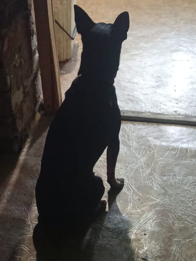 A silhouetted black dog sits facing away from the camera, its ears pointed upwards. The dog is positioned in the foreground, with its dark form creating a strong contrast against the lighter background. The environment appears to be indoors, with a tiled floor that has a textured, cracked pattern. To the left, a dimly lit stone wall is visible, suggesting the dog is near an entrance or a window. The lighting conditions are dim, with a strong light source coming from the right, casting a shadow of the dog on the floor. The image does not provide any specific clues about its location in Вагулин ауылдық округі, Kazakhstan.
