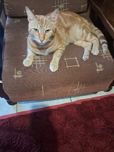 An orange tabby cat with green eyes and white whiskers is observed lying on a brown upholstered armchair cushion. The cat's front paws are extended forward, and its body is relaxed, facing the viewer. The armchair cushion exhibits a repeating pattern of light-colored geometric lines. A dark wooden armrest of the chair is partially visible on the right side. Below the armchair, a light-colored tiled floor is visible, partially obscured by a dark red, shaggy rug that occupies the foreground. The scene is located within an interior domestic environment in Mitchells Plain, South Africa.