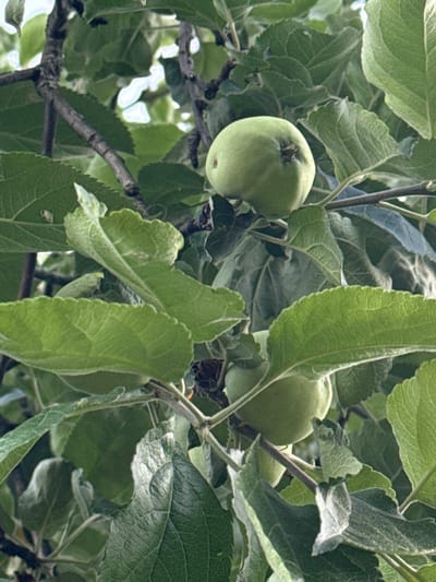 This is a close-up, eye-level, medium shot of several unripe apples hanging from a tree. The apples are a light green color and have a slightly bumpy texture. They are clustered together, with some leaves obscuring parts of them. The leaves are a vibrant green, with visible veins and a slightly fuzzy texture. Some of the leaves are larger and more prominent, while others are smaller and partially hidden. The branches of the tree are dark brown and appear rough. The background is a blur of greens and whites, suggesting foliage and perhaps the sky. The lighting appears to be natural daylight, casting some shadows among the leaves and fruit. The overall impression is one of a natural, outdoor scene, likely a garden or orchard. There is no visible text in the image.