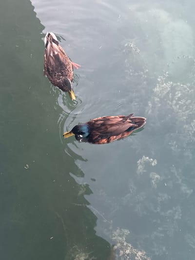The image shows two ducks swimming in the water of Lake Chiemsee in Gstadt am Chiemsee, Germany. The duck in the foreground has iridescent green and blue feathers on its head and a yellow beak. The duck in the background is darker brown with some white markings. The water is a murky green-blue color, with some aquatic plants visible beneath the surface. The lighting suggests it is daytime, possibly overcast. The perspective is from above, looking down at the ducks.