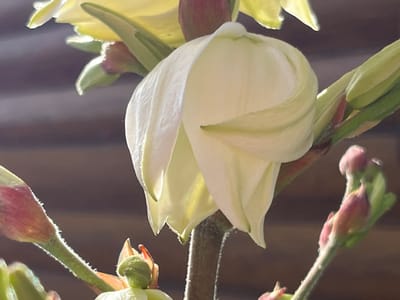 This is a close-up, macro photograph of a white flower bud, possibly a lily or amaryllis, with green stems and pinkish-red undertones on the buds and stem. The flower bud is the central subject, tightly closed with delicate, overlapping petals exhibiting a creamy white hue. The texture of the petals appears smooth with subtle veining. Surrounding the main bud are other buds in various stages of development, some appearing as tightly furled pinkish-red structures with green accents. The stems are fuzzy, with tiny white hairs visible, particularly on the lighter green parts.
The lighting suggests a bright, possibly sunny day, with highlights glinting off the fuzzy stems and the edges of the petals. This could indicate it is daytime. The background is out of focus, showing a dark, possibly wooden or textured surface, creating a shallow depth of field that emphasizes the flower. There are no people, text, or specific location cues beyond the general flora and lighting. The scene appears to be outdoors, likely in a garden or natural setting, given the focus on a plant. The overall mood is one of delicate beauty and the anticipation of blooming.