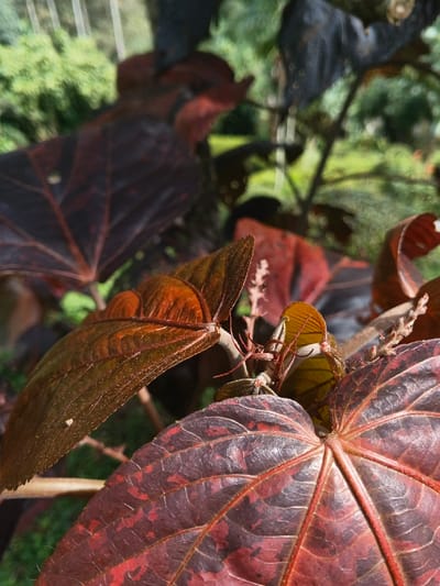 This image captures a close-up, downward-angled view of plant foliage in Tapaiteng Uesa, Bhutan. The primary subjects are multiple broad leaves, exhibiting a range of colors from dark maroon and reddish-brown to coppery orange and hints of green. In the lower right foreground, a large, mature leaf displays a mottled pattern of dark maroon and crimson, with distinct reddish veins radiating from its petiole. Directly above and slightly to the left, a cluster of leaves shows younger growth, characterized by a more uniformly reddish-orange or bronze hue, with visible finer venation and some leaves appearing partially folded or unfurling. Brownish stems are visible among the leaves. The background is heavily blurred, presenting a mix of light green foliage and darker, indistinct shapes, indicative of an outdoor, natural environment under natural daylight conditions. No individuals or specific actions are depicted.