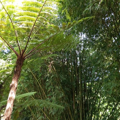 The image shows a dense, lush green forest with a prominent tree fern in the foreground. The tree fern has a rough, brown trunk and large, frond-like leaves that spread outwards. Behind the tree fern, a thick grove of bamboo stalks rises, their long, thin leaves creating a layered canopy. Sunlight filters through the leaves, creating dappled light and shadow throughout the scene. The overall impression is one of a vibrant, natural environment. The image is tagged with "Jaranguda, Indonesia," suggesting this is the location of the scene. There are no people or animals visible in the image. The environment is primarily vegetation.