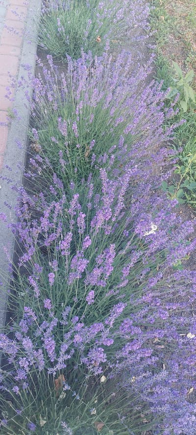 The media file shows a close-up, high-angle shot of a dense bed of blooming lavender plants. The scene is outdoors, with the lavender growing along the edge of a pathway. The pathway appears to be paved with reddish-brown bricks and is bordered by a grey concrete curb. To the left of the pathway, there is a patch of dry, brown grass and some green foliage, suggesting a natural or unkempt area bordering the manicured lavender. The lavender plants themselves are a vibrant shade of purple, with many individual flower spikes clustered together. The stems are a light green, and the overall impression is of a lush, flowering garden. The lighting suggests it might be daytime, possibly late afternoon due to the slightly muted light. There is no visible text in the image. The overall mood is peaceful and natural, showcasing the beauty of the flowering plants in their setting. The location context is Shepetivka, Ukraine, which aligns with the type of flora and landscaping typically found in temperate regions.