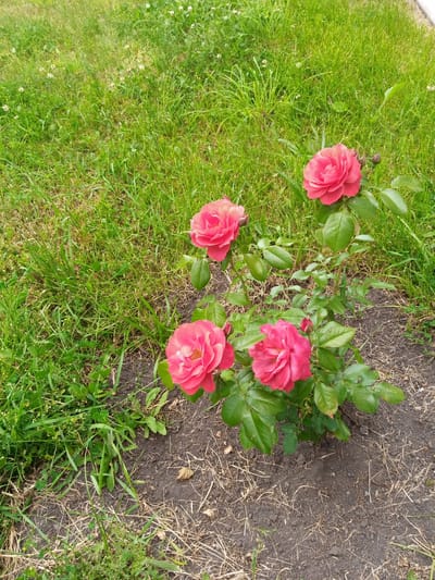The image shows a close-up view of a rose bush with four pink roses and two buds. The bush is planted in dark soil, with dry grass and green grass surrounding it. The scene appears to be outdoors, in a park or garden setting. There is no indication of people or any specific location other than a general outdoor environment.