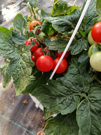 A close-up, eye-level shot shows a cluster of ripening cherry tomatoes growing on the vine, encased in a white plastic container. The tomatoes, varying in color from light green to deep red, are interspersed with the plant's large, textured green leaves. A white support stake runs vertically through the frame, partially obscuring some of the tomatoes and foliage. The background is blurred, revealing a dark, textured surface with scattered debris, likely soil and plant matter. The scene appears to be outdoors, possibly in a greenhouse or garden setting, with sunlight reflecting off unseen surfaces in the upper left portion of the image. The image is taken in Tuusniemi, Finland.