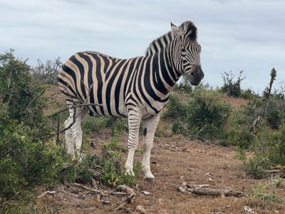An adult zebra stands centered in an open, dry scrubland environment under an overcast sky. The zebra faces slightly right with its head turned towards the viewer, displaying prominent black and white stripes across its body, short mane, and legs. Its left front and rear legs are partially obscured by dense green foliage in the immediate foreground. The ground is characterized by dry, reddish-brown soil with sparse patches of dry grass and scattered dead wood fragments. Low-lying green bushes and shrubs populate the mid-ground, with a few bare, gnarled tree stumps visible in the distance. The terrain behind the zebra slopes gently upwards. The sky is a uniform light grey, indicating full cloud cover and diffused natural lighting. This scene is located within the Sundays River Valley Local Municipality, South Africa.