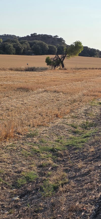 This is a vertical, wide-angle photograph of a rural landscape in Angüés, Spain, bathed in the soft light of what appears to be late afternoon or early evening. The scene is divided diagonally, with the left side dominated by a light blue sky and a dense, dark green forest climbing a hilly terrain. A solitary, mature tree with a spreading canopy of vibrant green leaves stands prominently on the edge of the forest, its trunk gnarled and bent.

The right half of the image transitions into a vast, golden field, likely a harvested crop such as wheat or barley, indicated by the stubble and dry stalks. This field is bordered by another strip of land that appears rougher, with a mix of dry grasses, stubble, and patches of vibrant green new growth, suggesting a transition zone or an uncultivated area. The texture of the ground is varied, with some areas appearing rocky or uneven. A small, dark, bird-like object on a pole is visible in the distance within the golden field. The overall impression is one of tranquility and the quiet beauty of the agricultural countryside at the end of a harvest season, with the setting sun casting long shadows. There is no visible text in the image.