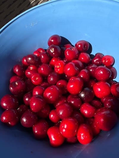 This is a medium-shot, eye-level, close-up, horizontal photograph of a large pile of fresh, ripe cherries in a bright blue plastic bucket. The cherries are a deep red color, with some appearing almost black due to the light. They are plump and glossy, suggesting they are juicy and recently picked. The sunlight casts sharp shadows across the cherries, indicating it is a bright, sunny day. The bucket is a vibrant blue and appears to be quite deep, filled almost to the brim with fruit. The background is a blur of the blue bucket and some darker shadowed areas. The scene suggests a harvest or preparation for a meal, possibly a dessert or jam. The lighting and the abundance of fresh fruit create a feeling of summer abundance and natural goodness. There are no people visible in the image. No text is visible. The location context is Dolni Chiflik, Bulgaria.