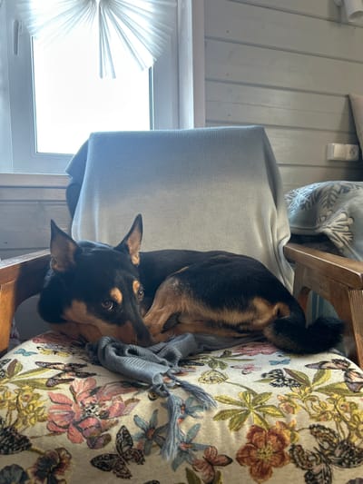 A dog is lying on a floral patterned chair. The dog is mostly black with brown markings around its face and legs. A grey scarf is near the dog's head on the chair. A grey blanket is draped over the back of the chair. A window with a white pleated shade is visible in the background. The walls appear to be paneled with light-colored wood. A white electrical outlet is mounted on the wall near the top of the frame. There is no evidence of this image being taken in the city of Bashur, Russia.