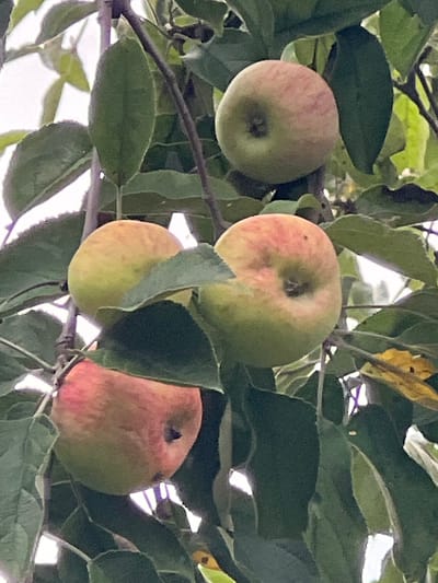 The image shows a close-up of four ripe apples hanging from a tree. The apples are a mix of green and red, with some blush of pink. They are surrounded by green leaves and branches. The background is out of focus and appears to be a bright sky. The scene is in Poletaevo, Russia.