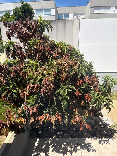 The image shows a large, overgrown shrub with many brown, dried leaves, interspersed with vibrant green foliage. The shrub is situated in an urban backyard setting, with a concrete wall and a portion of a building visible in the background. The building appears to be a modern multi-story structure with white and grey facades and horizontal blinds on the windows. The ground around the shrub consists of sand and cracked paving stones. Sunlight casts distinct shadows from the shrub onto the paved area in the foreground. There are no people or animals visible in the image. The scene is likely located in Gondomar, Portugal, given the architectural style and the quality of light.