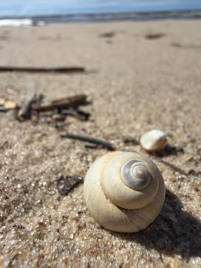 A close-up, low-angle shot captures a snail shell resting on a sandy beach. The shell is a pale, creamy color with subtle spiral markings. In the background, out of focus, is the ocean with a blue sky above. The sand is a light brown, with visible grains and small pebbles. Several pieces of driftwood are scattered across the beach. The overall scene is calm and natural, suggesting a peaceful coastal environment. The location is the Gauja National Park on the coast of Latvia.