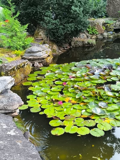 This is a photograph of a pond filled with lily pads and a few blooming pink water lilies. The pond is situated in the town of Mosėdis, Lithuania, known for its amber museum and extensive collection of large erratic boulders. The water is dark and reflects the surrounding greenery and rocks. The edges of the pond are lined with moss-covered stones and rocks of various sizes. Lush green vegetation, including a small evergreen tree and dense bushes, grows on the banks and behind the pond. The overall scene depicts a tranquil natural setting within a park or garden environment.