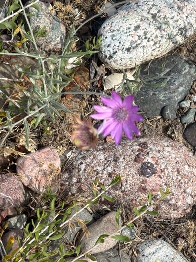 The image displays a close-up, overhead view of a rocky ground with sparse vegetation and two flowers. One flower, a vibrant purple with delicate, star-shaped petals, is in sharp focus in the left-center of the frame. Adjacent to it, slightly blurred, is another flower, appearing faded and with dried petals. The ground is covered in a variety of stones, ranging from large, speckled granite-like rocks to smaller, darker, rounded pebbles. Dry grasses and twigs are interspersed among the rocks. Green, leafy stems with small buds are visible, particularly in the foreground and extending upwards. The lighting suggests it is daytime, with clear sunlight casting shadows. The scene evokes a sense of arid, natural landscape. The location is identified as Sasyk-Bulak, Kyrgyzstan. There is no visible text in the image.