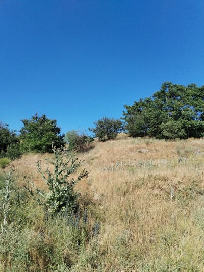 An outdoor, high-angle shot shows a dry, grassy hillside under a clear blue sky. The grass is predominantly yellow and brown, indicating a dry season, with patches of green vegetation interspersed throughout. Several large, green trees are visible on the top of the hill and to the left and right. In the foreground, a large, spiky plant with purple buds stands prominently. The scene is natural and undeveloped, with no man-made structures or people visible. The location is identified as Bilousivka, Ukraine.
