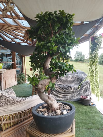 The image depicts a lush bonsai tree in a dark gray pot, positioned on a bamboo stand in what appears to be an outdoor patio area. The patio is covered by a wooden-framed canopy with translucent sheeting, and fabric shades are strategically placed for sun protection. Artificial turf covers the ground. To the left, a woven rattan-style sofa with a patterned cushion is visible, along with a wooden partition. Behind the bonsai, a decorative couch covered with a patterned throw is seen. Hanging from the canopy, a cascading green plant adds a vibrant touch. In the background, a grassy field stretches towards a line of trees under an overcast sky, suggesting a rural or suburban setting outside of a city center. There are no people in the image, and the focus is on the plants and the outdoor seating area. The style of the canopy and the surrounding vegetation imply a warm climate.