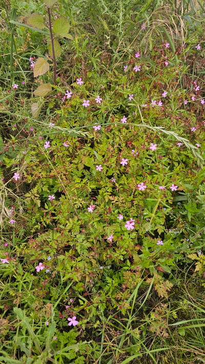 The image depicts a close-up, high-angle view of a dense patch of wild vegetation, likely in a natural or semi-natural area. The dominant elements are numerous small, pink flowers with five petals, scattered among green, deeply lobed leaves that exhibit some reddish-brown discoloration. The plants are low-growing and form a thick ground cover. Thin, reddish stems are visible throughout the foliage. Interspersed with the flowering plants are various types of green grasses and other wild herbaceous plants, some with spiky leaves or seed heads. The overall environment appears to be outdoors, likely a field or roadside verge, suggesting a rural or semi-rural setting. There are no people, animals, or man-made structures clearly visible in the image. The lighting suggests it is daytime. Based on the prompt, this scene is located in the city of Silenrieux, Belgium.