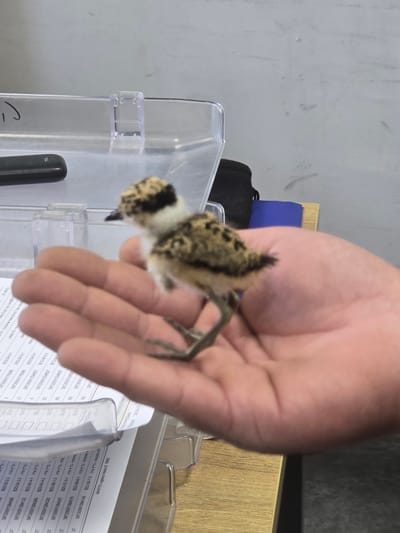 A small, fuzzy chick with a distinctive black and white head pattern is held in a person's open palm. The chick is facing to the right and appears to be standing on the palm, with its thin legs visible. The background is blurred but suggests an indoor environment with office supplies, including a clear plastic organizer filled with documents and what appears to be a black writing utensil. A wooden surface is visible beneath the organizer. The lighting is consistent with indoor office lighting. The image was taken in the Beer Tuvia Regional Council, Israel.