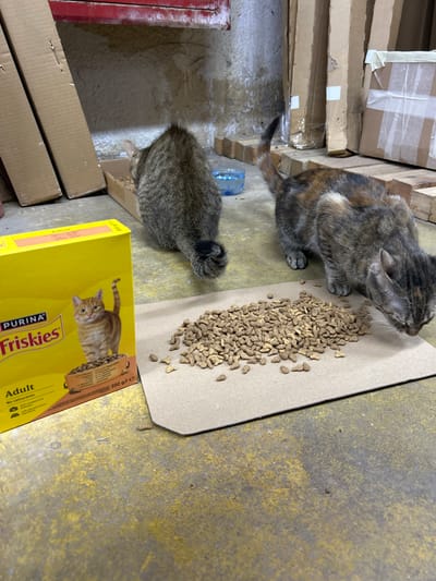Two domestic cats, one tabby and one tortoiseshell, are eating from a pile of dry cat food scattered on a piece of cardboard on a worn, yellow-painted concrete floor. In the background, there are stacks of cardboard boxes, some covered in plastic wrap, and a wall with a textured, light-colored surface. To the left, a yellow box of Purina Friskies cat food is visible, showing an image of an orange tabby cat and text indicating "Adult" and "300 g/e". A small blue bowl with water is also present in the background. The scene appears to be in an indoor storage or workshop area. The overall environment suggests a utilitarian or possibly neglected space.