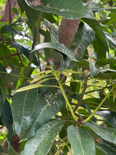 A close-up, eye-level shot captures a mango tree's branches and leaves in Julicotmeurak, Indonesia. The focus is on a new flush of bright green, elongated leaves emerging from a central stem. These new leaves contrast with the older, larger, dark green leaves that are speckled with light greyish-white marks, possibly indicating a minor fungal or mineral issue. The leaves are glossy, suggesting recent rain or dew. The background is a blur of green foliage and soft, bokeh-like circles of light, indicating a sunlit environment. A thick, textured brown tree trunk is partially visible behind the leaves. No people are present.