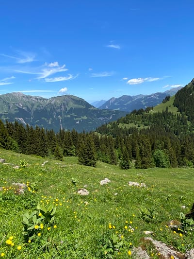 The image captures a scenic view of the Axalp region in Switzerland. The foreground is a meadow filled with lush green grass and dotted with small yellow wildflowers. Several large rocks are scattered throughout the meadow. Behind the meadow, a dense forest of dark green coniferous trees stretches across the landscape. In the background, majestic mountains rise, their slopes covered in a mix of green vegetation and rocky outcrops. The sky above is a vibrant blue, with a few wispy white clouds scattered across it. The overall impression is one of a serene and natural alpine environment on a clear, sunny day. There are no people or animals visible in the image.