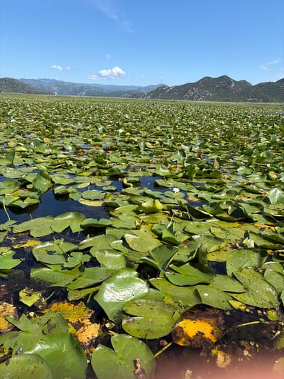 The image displays a vast freshwater body, identified as being in Dodoši, Montenegro, extensively covered by green water lily pads (Nymphaeaceae) and numerous white water lily blossoms. The water reflects the clear blue sky, which features a few scattered white cumulus clouds above the distant horizon. A prominent range of dark green, rugged mountains with visible rocky outcrops forms the backdrop. The foreground exhibits dense clusters of lily pads, some with yellowed or decaying areas, and dark water revealing some submerged organic matter. No human subjects, objects, or explicit actions are present.