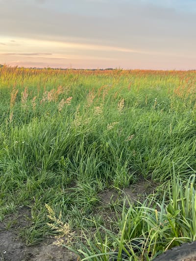 This is a vertically oriented, medium-shot photograph of a grassy field at dusk. The scene is dominated by lush green grass, with some dried stalks of wheat or other grain visible in the background, creating a gradient of color from green to golden brown. The sky is a soft, muted blend of pale blue and pink hues, characteristic of sunset or sunrise. The overall impression is one of natural beauty and tranquility. The image appears to be taken in Syzran, Russia. There is no visible text in the image.
