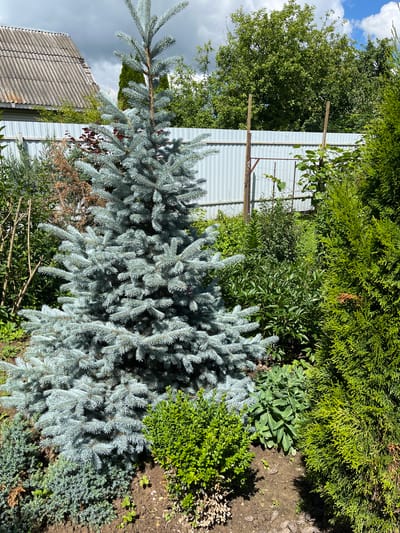 The image shows a blue spruce tree in a garden. The tree is in the foreground, with other plants and a fence in the background. A house with a corrugated roof is visible behind the fence. The sky is cloudy. The garden appears to be well-maintained. The scene is likely located in Otyakovo, Russia, as indicated by the information provided.