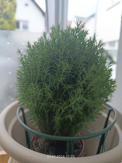 A close-up shot focuses on a spherical, green coniferous plant in a beige pot. The plant has dense, needle-like foliage. A green wire support ring encircles the base of the plant, sitting within the rim of the pot. In the background, out of focus, is a window showing a white building with some greenery and a sky. The overall impression is that of a houseplant indoors, likely near a window. The scene appears to be daytime, with soft light filtering through the window. There is a timestamp overlaid on the bottom right corner of the image that reads "07.07.2026 17:05". The location context is Meudt, Germany.