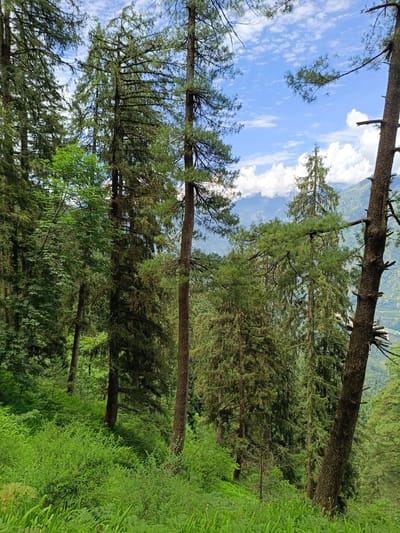 The image depicts a dense forest landscape with tall coniferous trees dominating the scene. Lush green undergrowth, including ferns and other low-lying vegetation, covers the forest floor. The trees are of varying heights and thicknesses, with some exhibiting mossy or lichen-covered trunks. In the background, a mountain range is visible through breaks in the foliage, with a partly cloudy blue sky overhead. The overall impression is one of a natural, wild environment. The location is identified as Sarsai, India, implying this is a scene from that region. There are no people or animals visible in the image. The lighting suggests it is daytime.