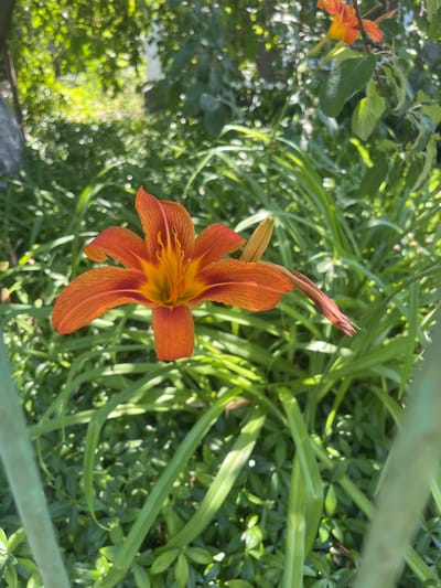 An orange lily flower with yellow and orange stamen is in sharp focus in the center of the frame. The flower is surrounded by lush green foliage, and the background is blurred, showing dappled sunlight filtering through trees. The image appears to be taken outdoors during the daytime in a garden or park setting. There are no people or animals visible in the image. The location is not discernable from the image itself, but if context suggests Chernove, Ukraine, it would be a floral scene within that geographical area.