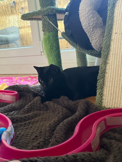 A black cat is lying on a dark brown blanket in front of a cat tree. The cat tree is green and beige. In the background, a window looks out onto a patio with a chair and bamboo fencing. There are string lights hanging outside the window. In the foreground, there are two pink plastic bowls. The image is taken indoors, likely in a residential setting in L'Haÿ-les-Roses, France.