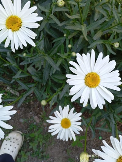 The image shows a close-up of several white daisies with yellow centers in a garden setting. The daisies are in various stages of bloom, with some fully open and others still budding. Lush green foliage forms the background, with patches of dark soil visible at the bottom. A single white clogs-style shoe is partially visible in the lower left corner, along with a portion of dark fabric, suggesting a person is present, though not fully depicted. The lighting is natural, suggesting an outdoor environment. The image is a vertical shot, focusing on the flowers and their natural surroundings.