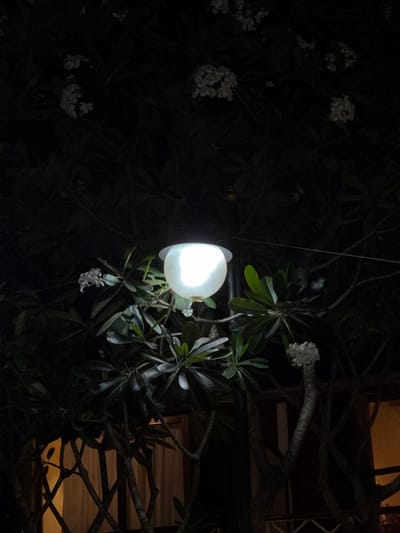 The image depicts a night scene in Luang Prabang, Laos, focusing on a light fixture suspended amidst the foliage of trees. The light source, a globe of white light, illuminates several clusters of small white flowers and lush green leaves. Branches and stems of the trees are visible, some bare and dark, others supporting the leaves and flowers. In the background, a building with a softly illuminated window can be seen through the dense vegetation. The overall impression is one of a tropical garden at night, with the artificial light adding a focal point to the natural elements.