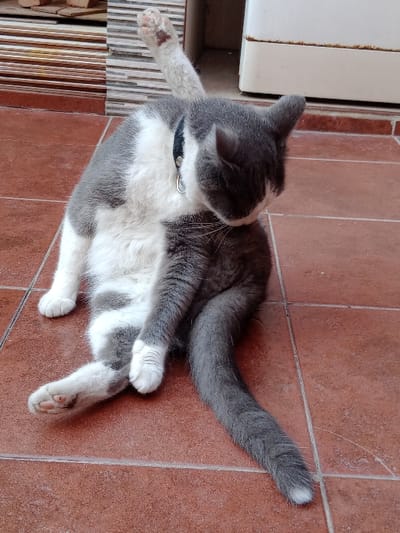 A domestic short-haired cat, primarily grey with white markings on its chest, belly, and paws, is observed seated on a reddish-brown tiled floor in Villa Ballester Noroeste, Argentina. The cat wears a black collar with a metallic ring. It is actively self-grooming, with its head lowered towards its left flank. Its right front paw is raised vertically, revealing its paw pad, while its left front paw is positioned against its body. The hind legs are bent, and its grey tail extends towards the lower right of the frame. In the background, stacked light-colored rectangular materials are visible to the left, and a portion of a white appliance with discoloration is present to the right.