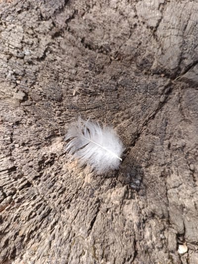 A single white feather rests on a rough, textured surface of weathered wood, likely a tree stump. The wood exhibits prominent grain patterns and cracks, indicating age and exposure to the elements. The feather is delicate and fluffy, with fine barbs extending from a central shaft. The lighting suggests an outdoor setting, casting subtle shadows on the wood. No people are present in the image, and no actions or interactions are depicted. The scene is devoid of specific urban or natural landmarks that would allow for precise identification of a location within Évreux, France.