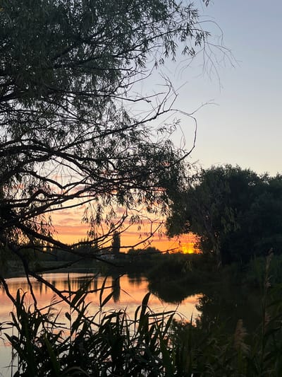 The image depicts a serene natural landscape during sunset, possibly in Kotovo, Russia. In the foreground, silhouetted reeds and tall grass line the edge of a tranquil body of water, which reflects the warm hues of the setting sun. The water is calm, with gentle ripples disturbing the perfect reflection of the sky and surrounding vegetation.
Dominating the left and center of the frame is the dark silhouette of a large tree with numerous branches and sparse foliage. The branches create a natural frame, drawing the viewer's eye towards the horizon.
The sky above is a gradient of soft colors, transitioning from a pale blue at the top to vibrant shades of orange, pink, and yellow near the horizon, indicative of a sunset. Wispy clouds are visible, catching the last rays of sunlight.
On the right side of the image, a dense cluster of dark green trees forms a backdrop against the colorful sky. Nestled within the trees on the right, the setting sun is partially obscured, casting a bright, golden glow. In the distance, on the horizon beyond the water, the faint outlines of buildings and more trees can be seen, suggesting a rural or semi-urban setting. The overall atmosphere is peaceful and picturesque. There are no people or animals visible in the scene.