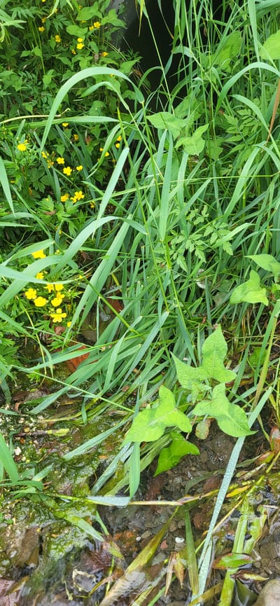 The image depicts a close-up view of lush green vegetation and water in Slavyanka, Russia. In the foreground, the edge of a body of water is visible, with submerged stones and fallen leaves. The water surface is reflective and slightly disturbed, indicating movement. Tall, slender green grass blades are prevalent, some of which are partially submerged. Scattered amongst the grass are small, bright yellow flowers, likely buttercups, adding pops of color to the scene. Larger, heart-shaped green leaves with lighter veining are also present, some appearing to be slightly wet. The background is filled with dense greenery, creating a natural and somewhat wild environment. A dark, possibly concrete or stone structure, is partially visible in the upper left, hinting at man-made elements within the natural setting. The overall impression is one of a damp, overgrown natural area, characteristic of a riparian zone or the edge of a garden.