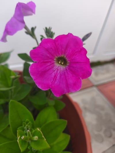 A vibrant pink petunia flower dominates the foreground of this image, its trumpet-shaped petals unfurling towards the viewer. The flower's center is a darker shade, with delicate dark veins radiating outwards across the petals. Green leaves, some with fuzzy textures, surround the base of the flower, with a few unopened buds visible. In the background, a blurred purple petunia flower can be seen, along with a hint of a reddish-brown planter pot. The surface beneath the planter appears to be tiled with a checkered pattern of light and darker squares, suggesting an outdoor setting. The environment is a city in Burayevo, Russia, though specific details about the urban setting are not discernible from the image.